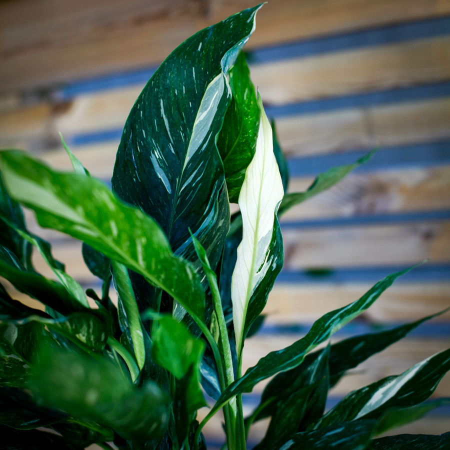 Spathiphyllum Diamond variegerad fredskalla