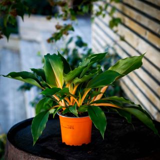 Chlorophytum 'Fire Flash' 12 cm