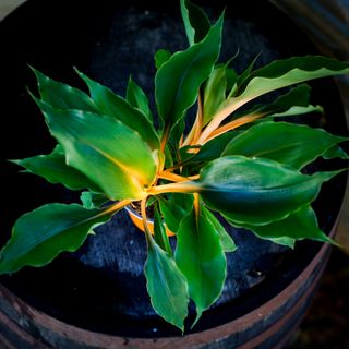 Chlorophytum 'Fire Flash' 12 cm