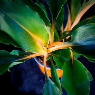 Chlorophytum 'Fire Flash' 12 cm