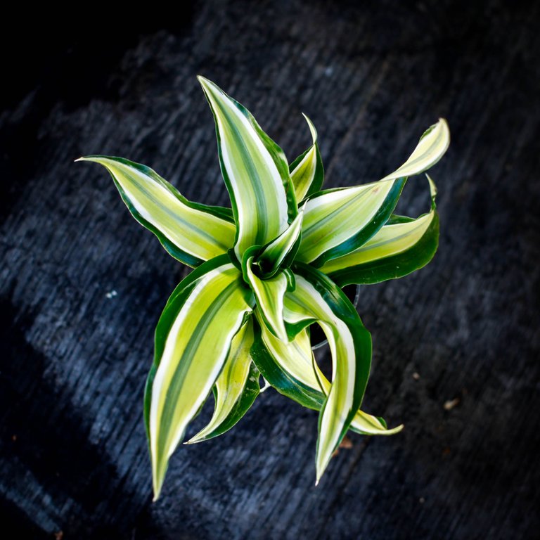 Dracena 'Maleika' 6 cm