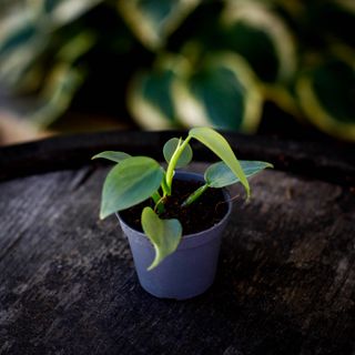 Philodendron 'Silver Sword' nr. 1