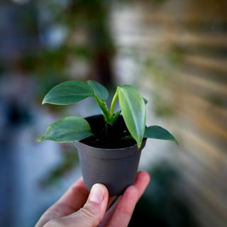 Philodendron 'Silver Sword' nr. 1