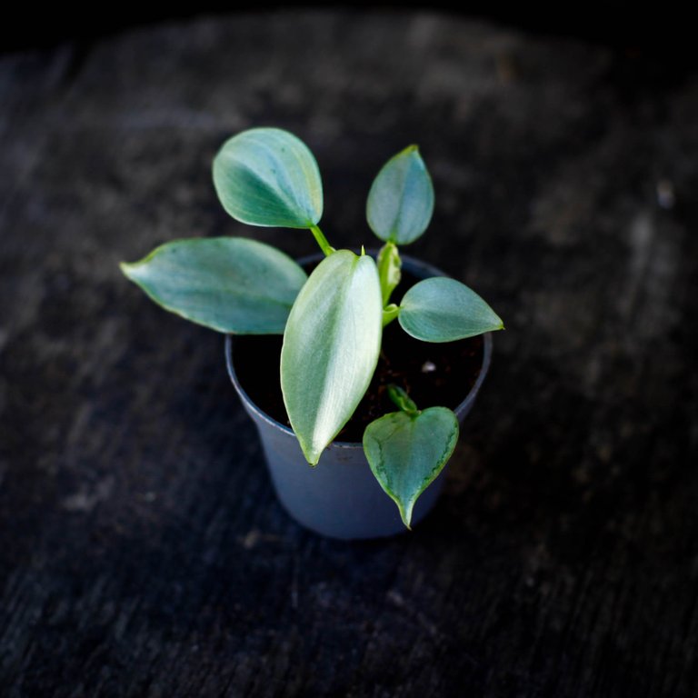 Philodendron 'Silver Sword' 6 cm
