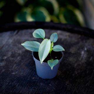 Philodendron 'Silver Sword' nr. 1