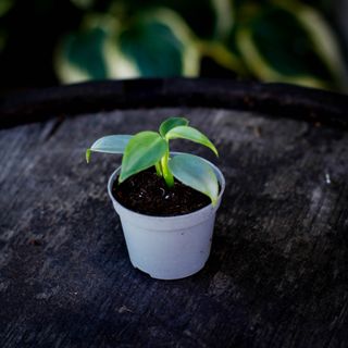 Philodendron 'Silver Sword' nr. 2