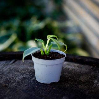 Philodendron 'Silver Sword' nr. 2