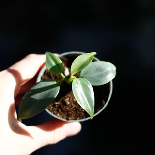 Philodendron 'Silver Sword' nr. 2