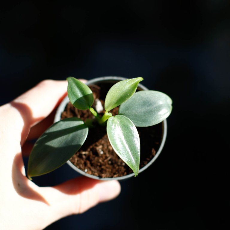 Philodendron 'Silver Sword' 6 cm nr. 2
