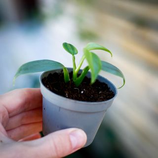 Philodendron 'Silver Sword' nr. 2