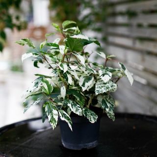 Hibiscus 'Variegata' 12 cm