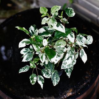 Hibiscus 'Variegata' 12 cm