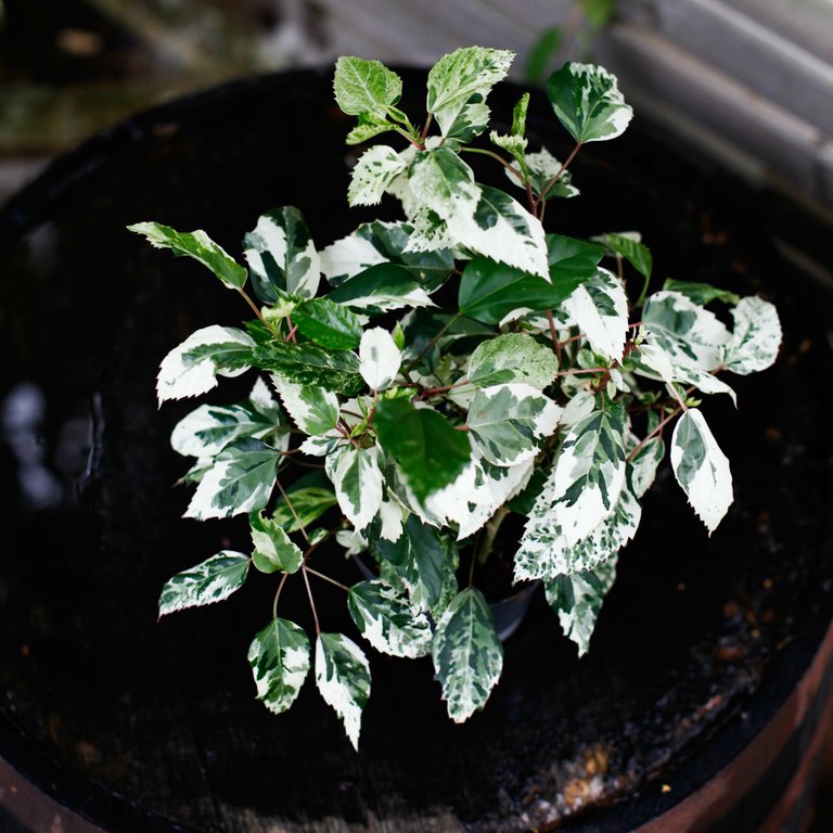 Hibiscus 'Variegata' 12 cm