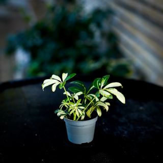 Schefflera 'Madame De Smet' | Paraplyaralia