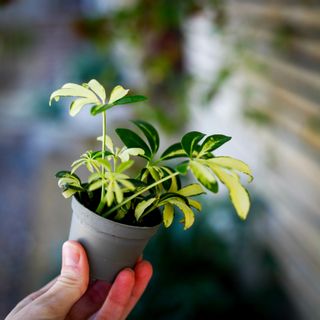 Schefflera 'Madame De Smet' | Paraplyaralia