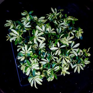 Schefflera 'Madame De Smet' | Paraplyaralia