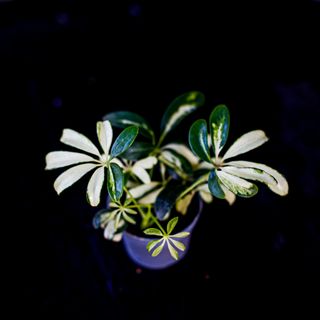 Schefflera 'Madame De Smet' | Paraplyaralia