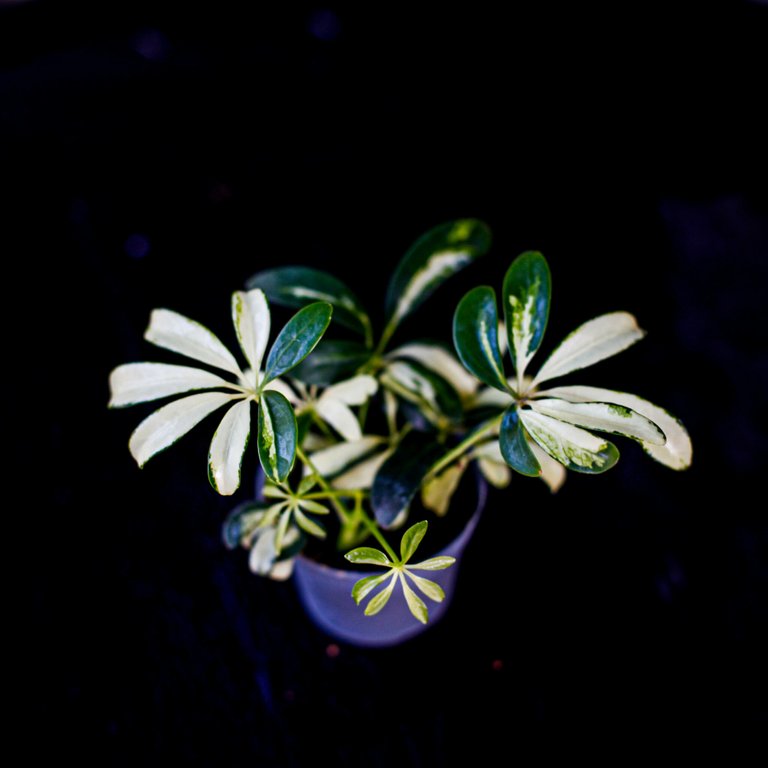 Schefflera 'Madame De Smet' | Paraplyaralia 6 cm