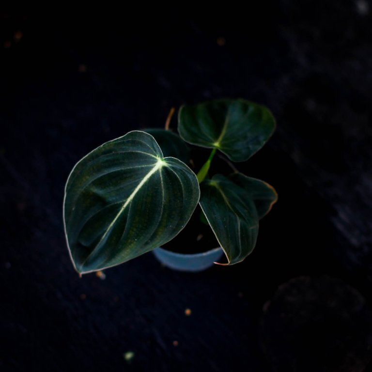Philodendron melanochrysum 6 cm