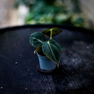 Philodendron melanochrysum