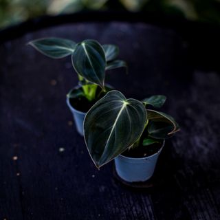 Philodendron melanochrysum