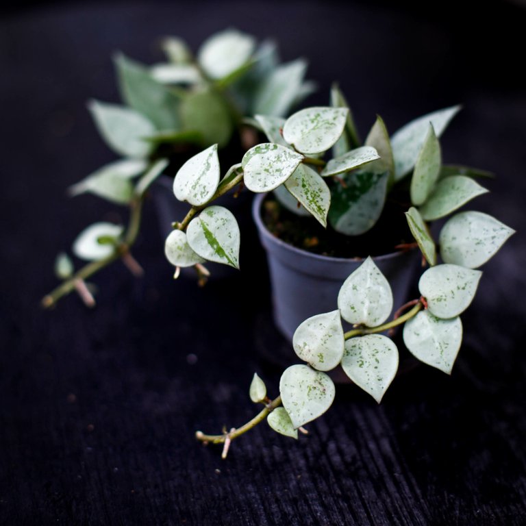Hoya Krohniana 'Super Silver' 6 cm