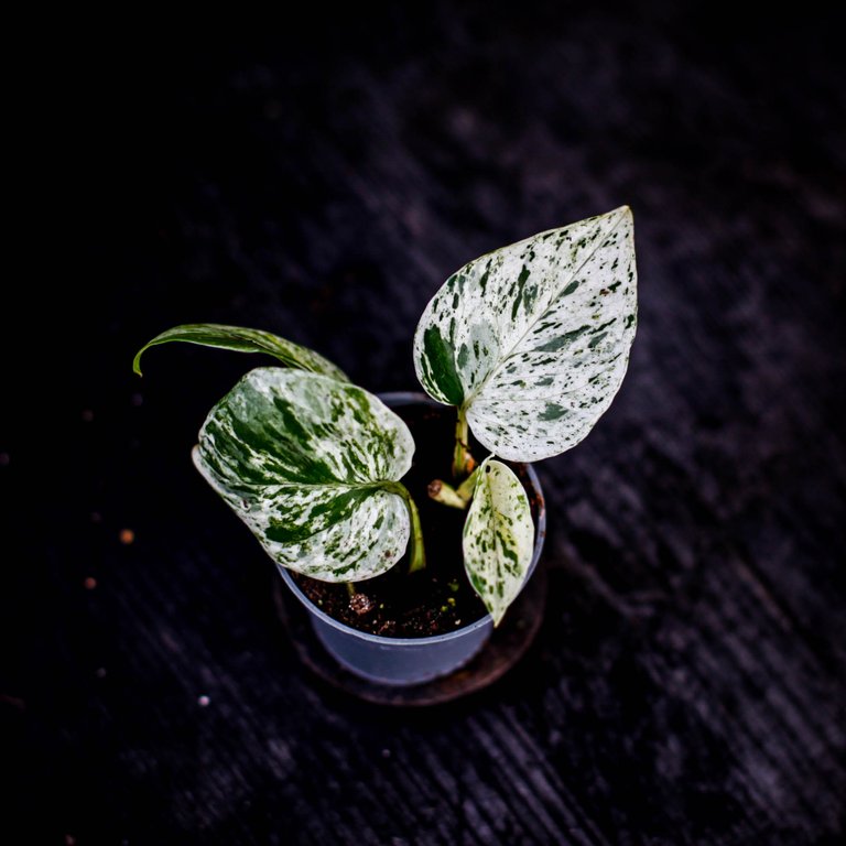 Epipremnum 'Marble Queen' 6 cm