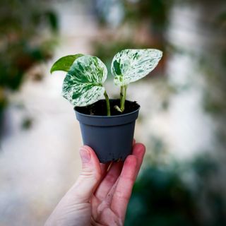 Epipremnum 'Marble Queen'