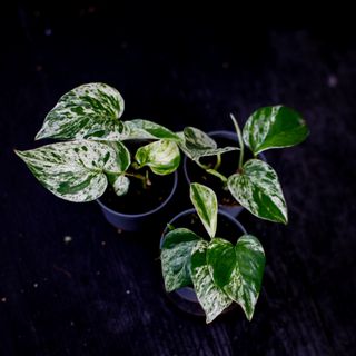 Epipremnum 'Marble Queen'