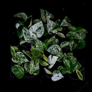 Epipremnum 'Marble Queen'