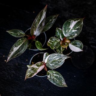 Philodendron 'Pink Princess Marble'