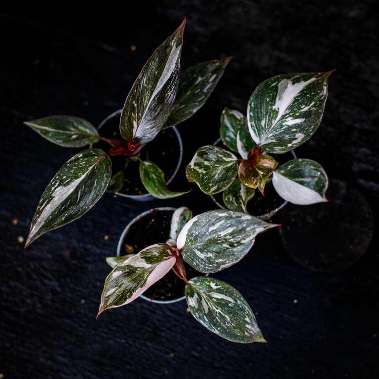 Philodendron 'Pink Princess Marble' 6 cm