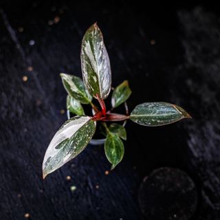 Philodendron 'Pink Princess Marble'