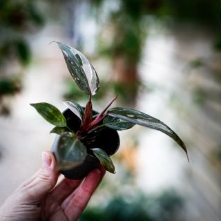 Philodendron 'Pink Princess Marble'