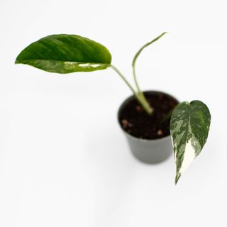 Epipremnum pinnatum 'Variegata' Egenodlad nr 1