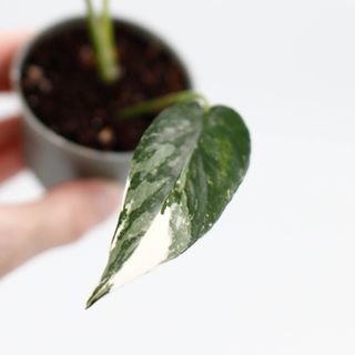 Epipremnum pinnatum 'Variegata' Egenodlad nr 1