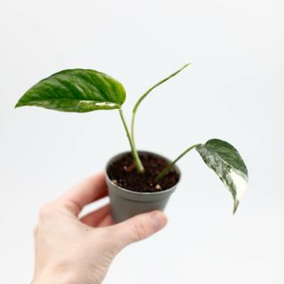 Epipremnum pinnatum 'Variegata' Egenodlad nr 1