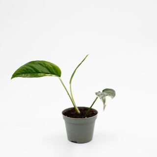 Epipremnum pinnatum 'Variegata' Egenodlad nr 1