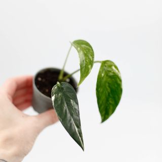 Epipremnum pinnatum 'Variegata' Egenodlad nr 3