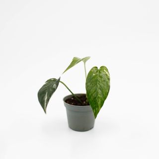 Epipremnum pinnatum 'Variegata' Egenodlad nr 3