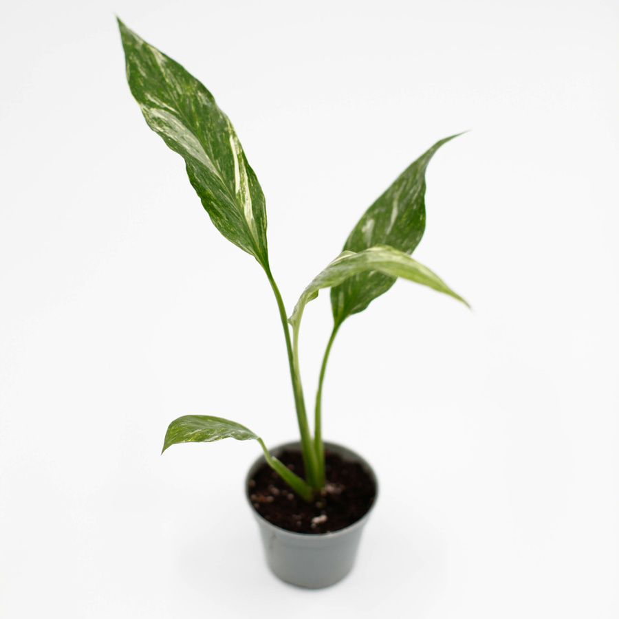 Spathiphyllum Domino egenodlad fredskalla
