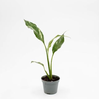 Spathiphyllum ’Domino’ egenodlad | Fredskalla