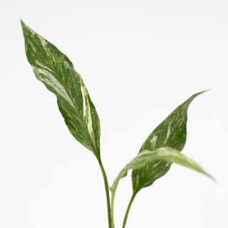 Spathiphyllum ’Domino’ egenodlad | Fredskalla