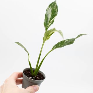 Spathiphyllum ’Domino’ egenodlad | Fredskalla