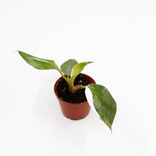 Philodendron 'White Knight'