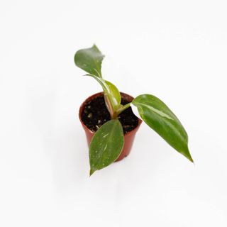 Philodendron 'White Knight'