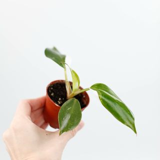 Philodendron 'White Knight'