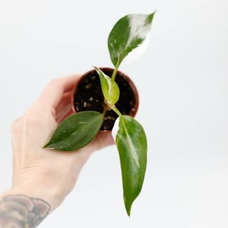 Philodendron 'White Knight'