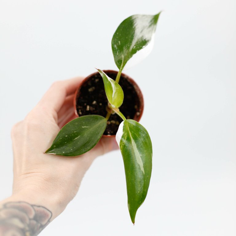 Philodendron 'White Knight' 6 cm