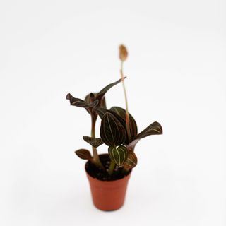 Ludisia discolor mini